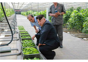 揭秘朝鮮網(wǎng)購(gòu)新潮流 電子產(chǎn)品批發(fā)悄然興起